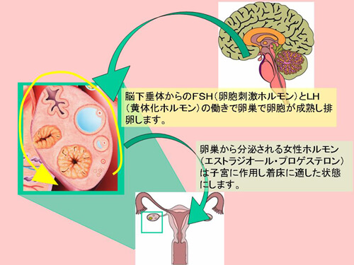 卵巣（排卵）の異常図解